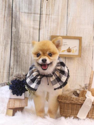 20241026たぬきちくん